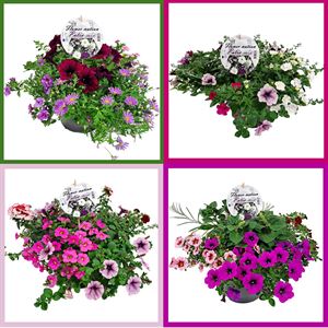 Afbeelding van TP26 Patio Mix Divers